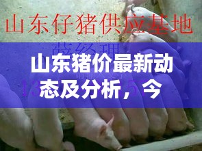 山东猪价最新动态及分析，今日行情走势揭秘