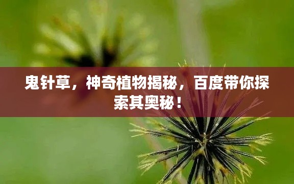 鬼针草，神奇植物揭秘，百度带你探索其奥秘！