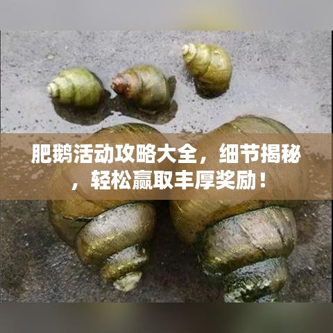 肥鹅活动攻略大全,细节揭秘,轻松赢取丰厚奖励!