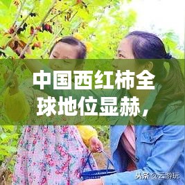 中国西红柿全球地位显赫，探秘其世界排名奥秘