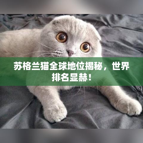 苏格兰猫全球地位揭秘，世界排名显赫！