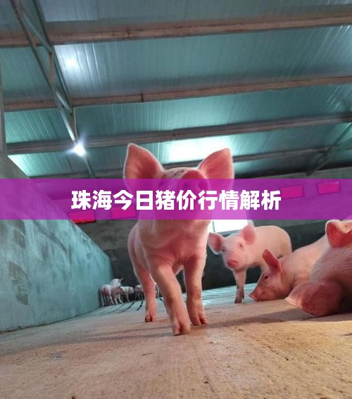 珠海今日猪价行情解析