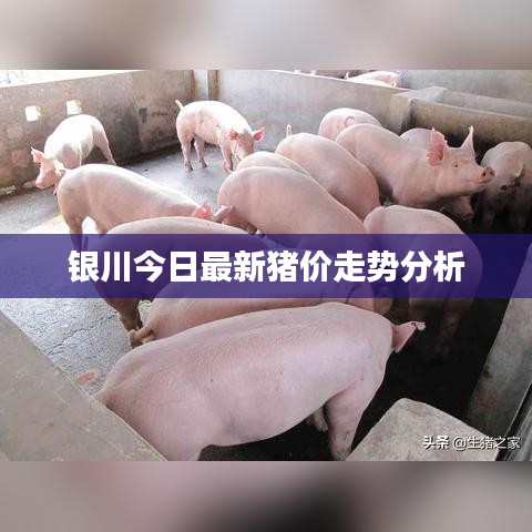 银川今日最新猪价走势分析