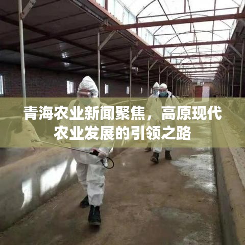 青海农业新闻聚焦,高原现代农业发展的引领之路