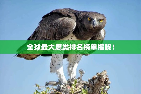全球最大鹰类排名榜单揭晓!
