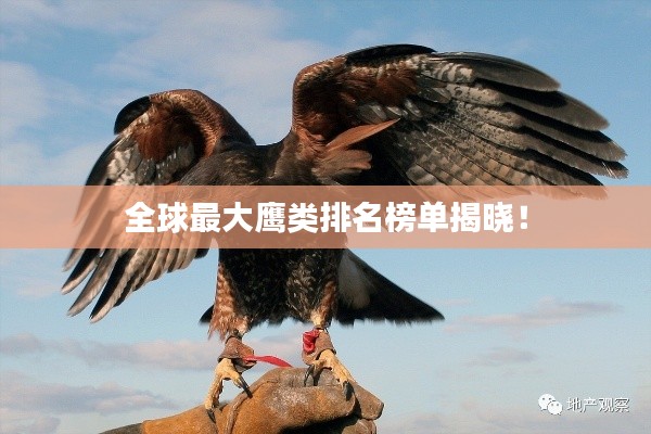 全球最大鹰类排名榜单揭晓!