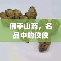 佛手山药，名品中的佼佼者