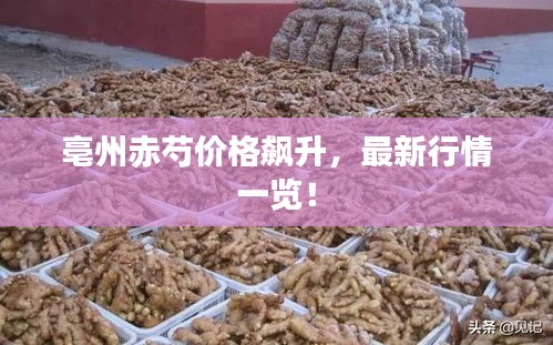 亳州赤芍价格飙升，最新行情一览！