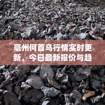 亳州何首乌行情实时更新,今日最新报价与趋势分析