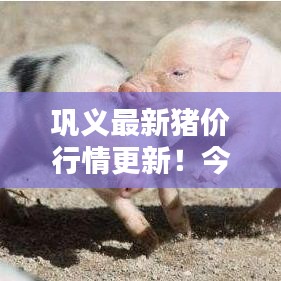 巩义最新猪价行情更新!今日价格走势一网打尽