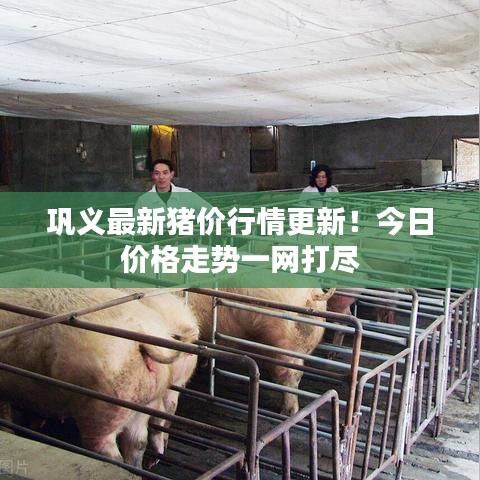 巩义最新猪价行情更新!今日价格走势一网打尽