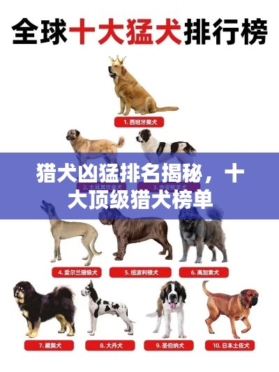 猎犬凶猛排名揭秘,十大顶级猎犬榜单