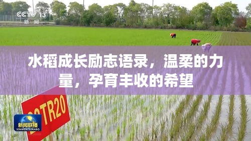 水稻成长励志语录,温柔的力量,孕育丰收的希望