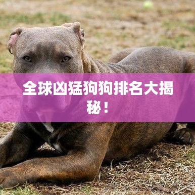 全球凶猛狗狗排名大揭秘！