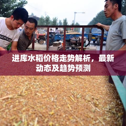 进库水稻价格走势解析，最新动态及趋势预测