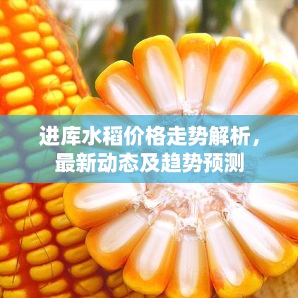 进库水稻价格走势解析,最新动态及趋势预测
