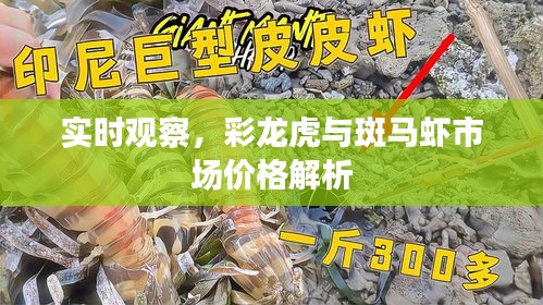 实时观察，彩龙虎与斑马虾市场价格解析