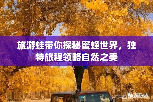旅游蛙带你探秘蜜蜂世界，独特旅程领略自然之美