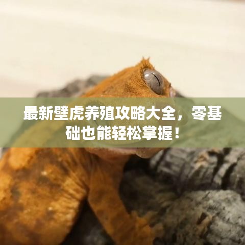 最新壁虎养殖攻略大全，零基础也能轻松掌握！