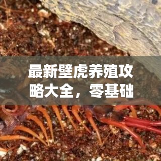 最新壁虎养殖攻略大全,零基础也能轻松掌握!