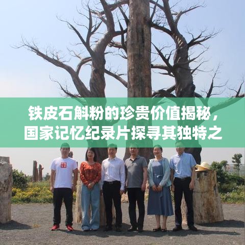 铁皮石斛粉的珍贵价值揭秘，国家记忆纪录片探寻其独特之处与市场价格