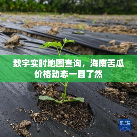 数字实时地图查询，海南苦瓜价格动态一目了然