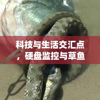 科技与生活交汇点,硬盘监控与草鱼蛇价格观察