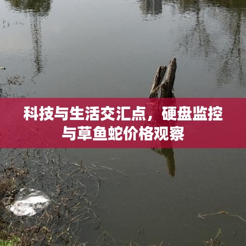 科技与生活交汇点,硬盘监控与草鱼蛇价格观察