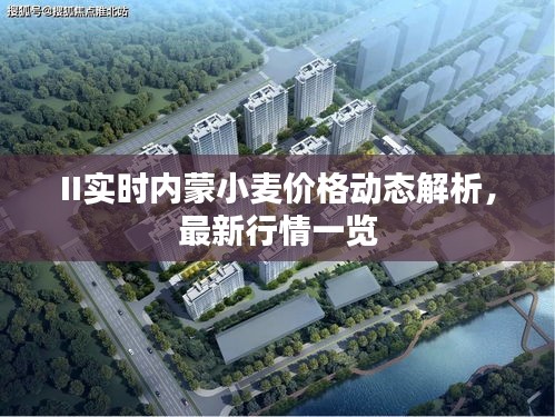 II实时内蒙小麦价格动态解析,最新行情一览