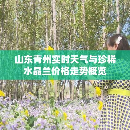山东青州实时天气与珍稀水晶兰价格走势概览