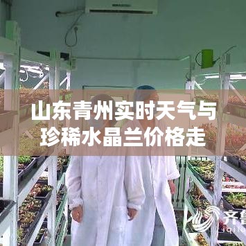 山东青州实时天气与珍稀水晶兰价格走势概览