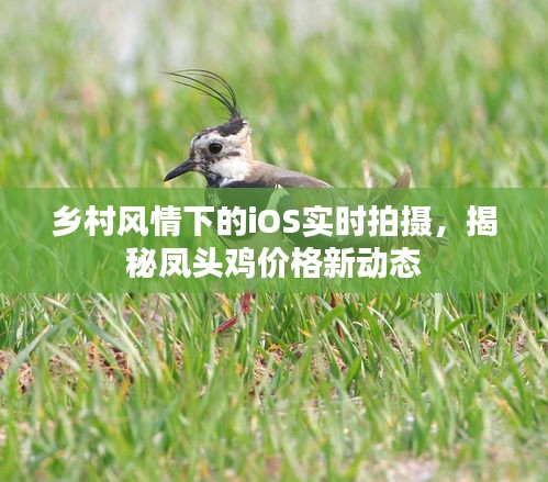 乡村风情下的iOS实时拍摄，揭秘凤头鸡价格新动态