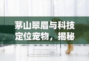 茅山翠眉与科技定位宠物，揭秘宠物位置监测与茶叶珍品价格探秘