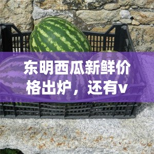 东明西瓜新鲜价格出炉，还有vbexcel实时图像加持哦！