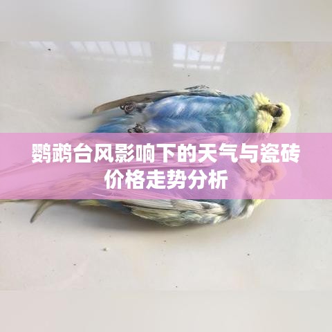 鹦鹉台风影响下的天气与瓷砖价格走势分析
