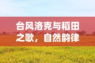 台风洛克与稻田之歌，自然韵律与生活节奏的交织