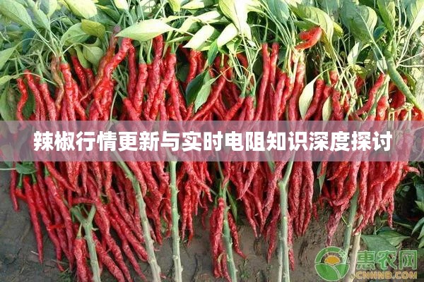 辣椒行情更新与实时电阻知识深度探讨