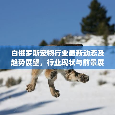 白俄罗斯宠物行业最新动态及趋势展望,行业现状与前景展望