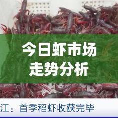 今日虾市场走势分析,价格与实时活动观察
