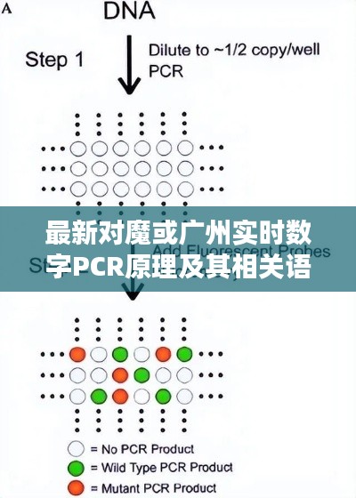 最新对魔或广州实时数字PCR原理及其相关语境下的关系阐述