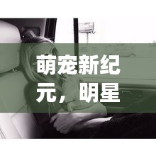 萌宠新纪元，明星宠物生活探秘与马超群的最新动态