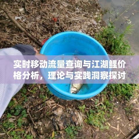 实时移动流量查询与江湖鲤价格分析，理论与实践洞察探讨