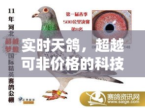 实时天鸽,超越可非价格的科技新星崛起