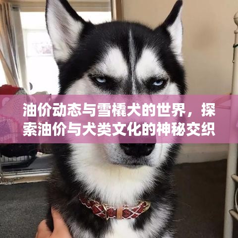 油价动态与雪橇犬的世界,探索油价与犬类文化的神秘交织