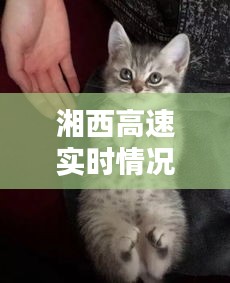 湘西高速实时情况与猫咪视频下载全掌握，最新资讯汇总