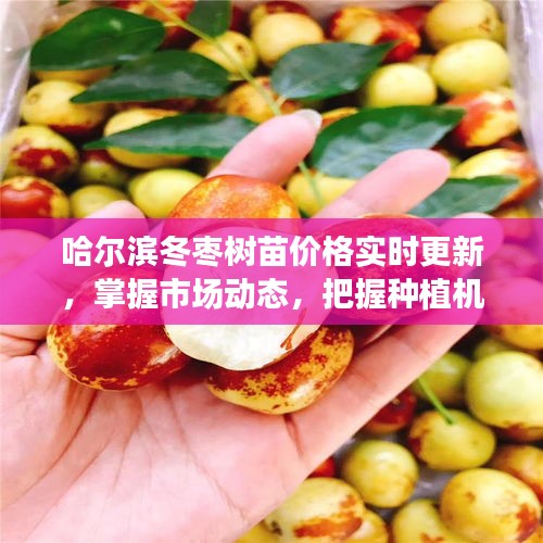 哈尔滨冬枣树苗价格实时更新，掌握市场动态，把握种植机遇
