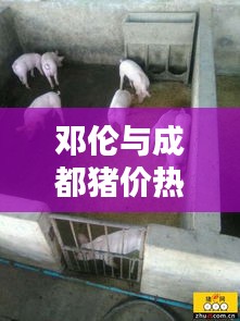 邓伦与成都猪价热点解析,最新消息与动态概览