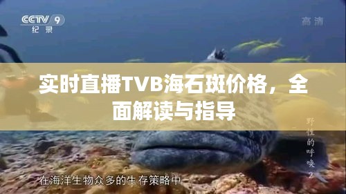 实时直播TVB海石斑价格，全面解读与指导