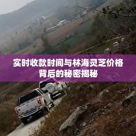 实时收款时间与林海灵芝价格背后的秘密揭秘