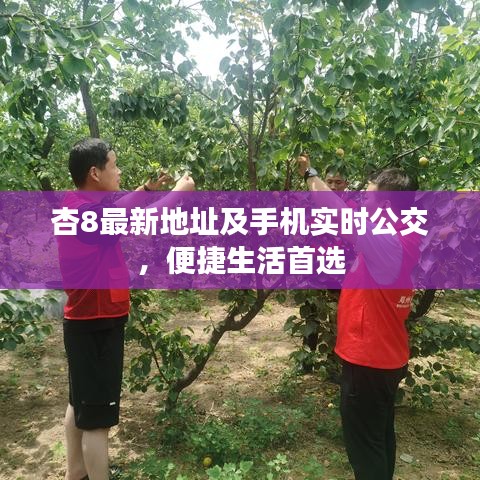 杏8最新地址及手机实时公交,便捷生活首选